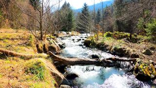 FOREST LANDSCAPE AND CLEAR FLOWING RIVER