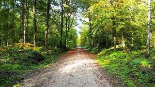 TRAIL SCENERY