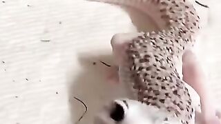 Before & After Animals Growing Up. ????_ Animal Transformation Amazing