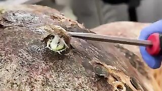 BARNACLES (REMOVAL) FROM SEA TURTLE