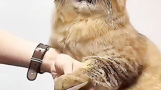 funny cats @