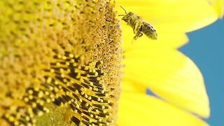 Bee working on Sunflower