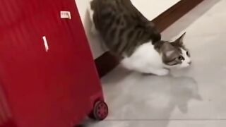 Silly cats ????
