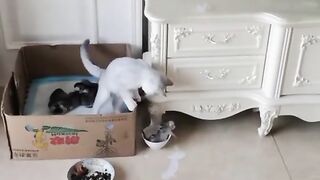 Cat clip collection