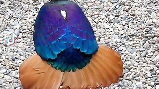 Dancing bird 2