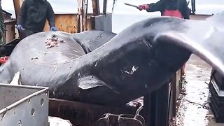 Very big fish 2