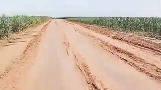 sugar cane plantations area