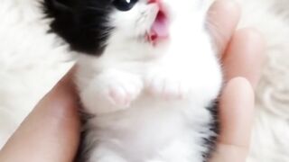 Cute kitten 24