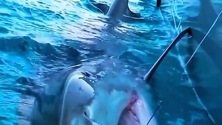 Dangerous shark ????