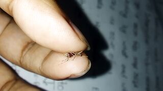 Fat mosquito