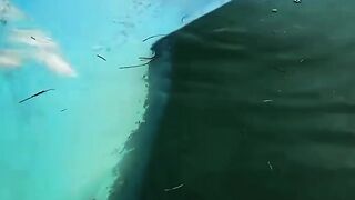 Tricky shark ????