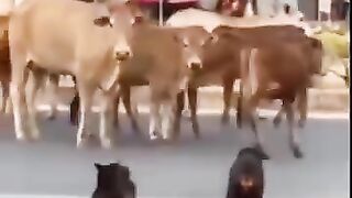 #funnyreels #funnyvideos