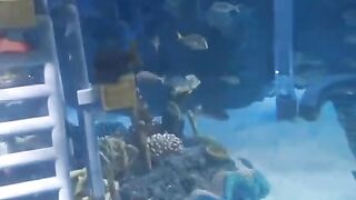 Deep sea adventure (part2)