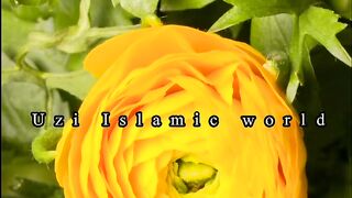 Surah Rahman 11