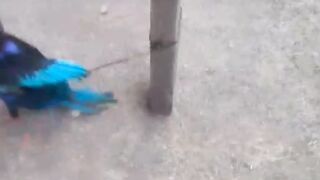 Dapat peliharaan baru ???? untuk ngabisin stok bibit lele KUNTET ????