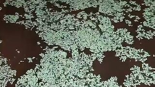 Tanaman air jenis mata lele Bisa untuk pakan alternatif sampingan bagi ikan lele