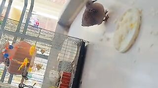 Guest bird (Dove) came to my house and eat rice