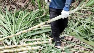 手炒黑糖,黑糖粉粿製作Traditional Brown Sugar Making in Taiwan,Brown Sugar Tapioca jelly Making-台灣街頭美食