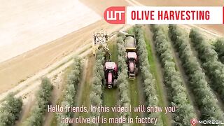 How Olive Oil Is Made  Olive Harvesting Technology  Factory Process