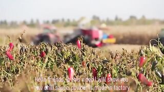 How  Sauce Is Made  Modern Chili Harvesting Technology  Food Factory