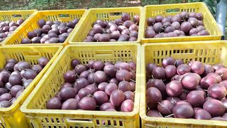 Buah merkisa