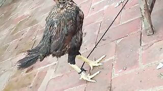 A chicken walks on the floor