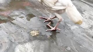 A chicken sitting on the ground