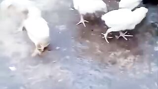 More chicken