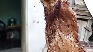Chicken little 2