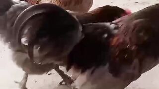 Two chickens