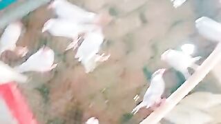 The birds ll chicken