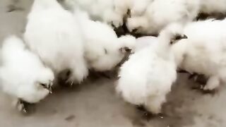 A group of silky chicken
