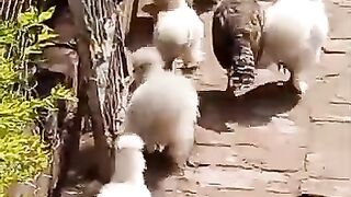 Chicken and chicken but a peacock