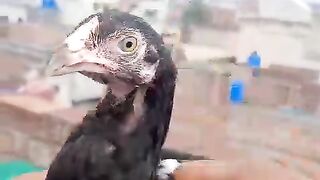 Head of a chicken is