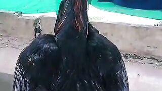 Big chicken