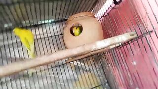 The parrots in their abode