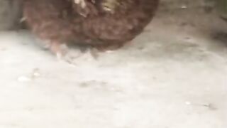 Chicken and their mother