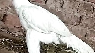 White Heera chicken 2