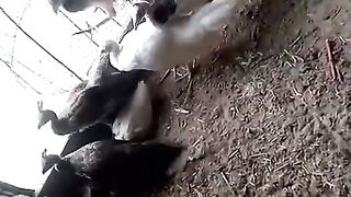 White and others