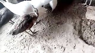 Peacock white and brown