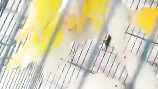 Parrots yellow