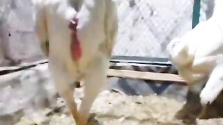The skin of a rooster