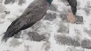 Two peacocks