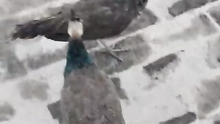 The age of peacock