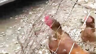 The cage near a car