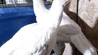 The parrot beaks are gracious