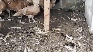 Under a plank