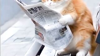 News Paper Cat ???? Kitten Funny