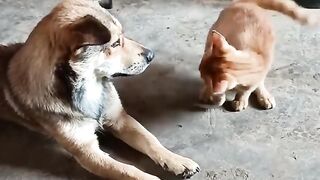 LOL, When You Have A NaugHty FFriend! Funny Cats & Dogs Videos