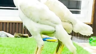 The green grass and chicken